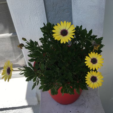 Osteospermum ecklonis 'Blue Eyed Beauty'