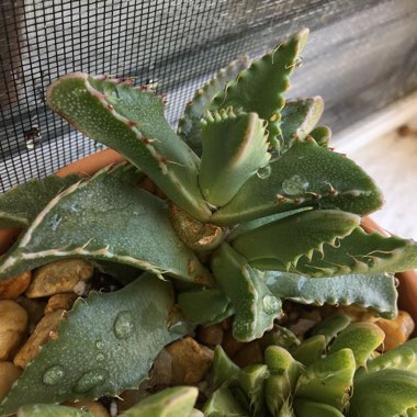 Faucaria tigrina