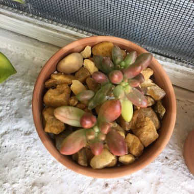 Sedum Rubrotinctum 'Aurora'