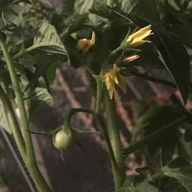 Solanum lycopersicum 'Gardener's Delight' syn. Solanum lycopersicum 'Gardeners Delight'