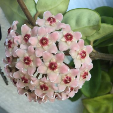 Hoya Carnosa 'Krinkle 8'