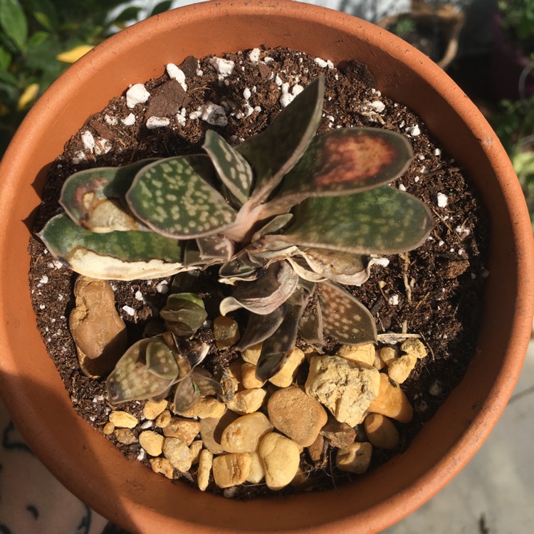 Plant image Gasteria Maculata