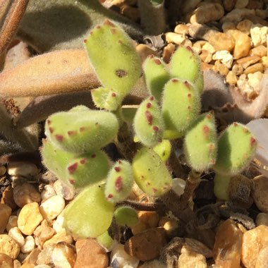 Cotyledon tomentosa