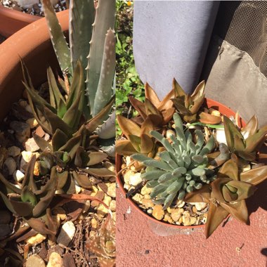 x Alworthia 'Black Gem'