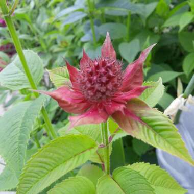 Bergamot 'Cambridge Scarlet'