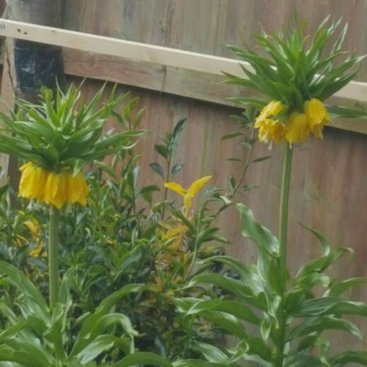 Crown Imperial 'Maxima Lutea'