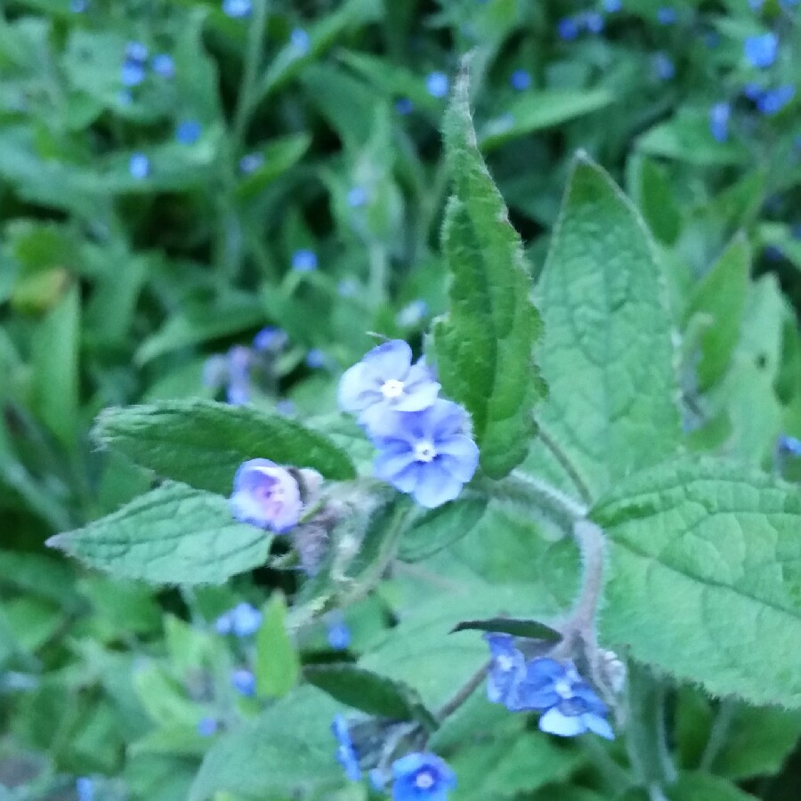 Green Alkanet