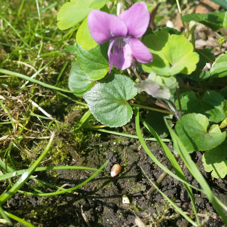 Pink Dog-violet