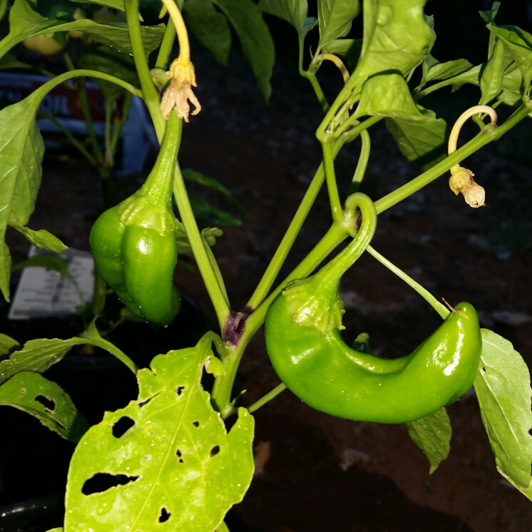 Plant image Capsicum Annuum 'Ortega'