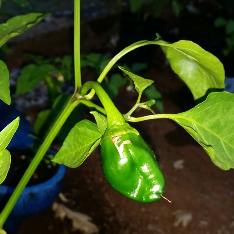 Plant image Capsicum Annuum 'Poblano'