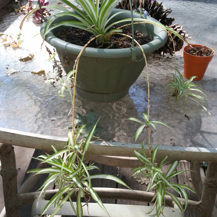 Spider Plant 'Vittatum'