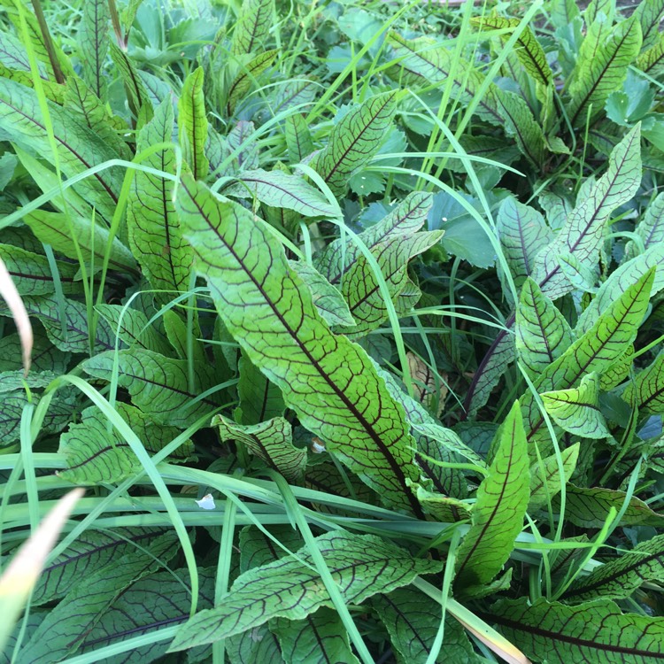 Plant image Rumex sanguineus var. sanguineus