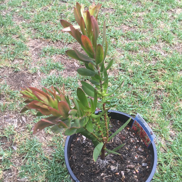 Plant image Leucadendron 'Safari Sunset'