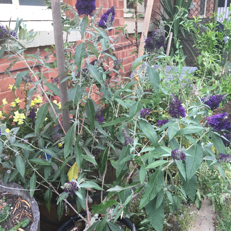 Plant image Buddleja davidii 'Tobudmidni' (Buzz Series) syn. Buddleja davidii 'Buzz Midnight'