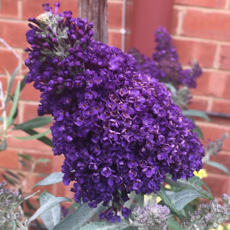 Plant image Buddleja davidii 'Tobudmidni' (Buzz Series) syn. Buddleja davidii 'Buzz Midnight'