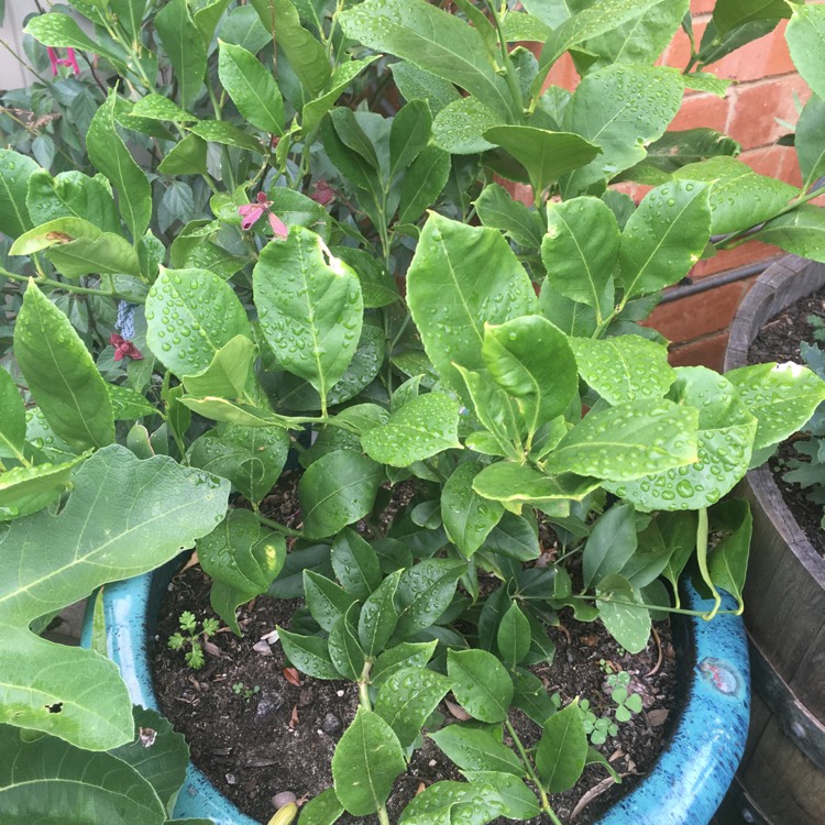 Plant image Citrus limon 'Lisbon'