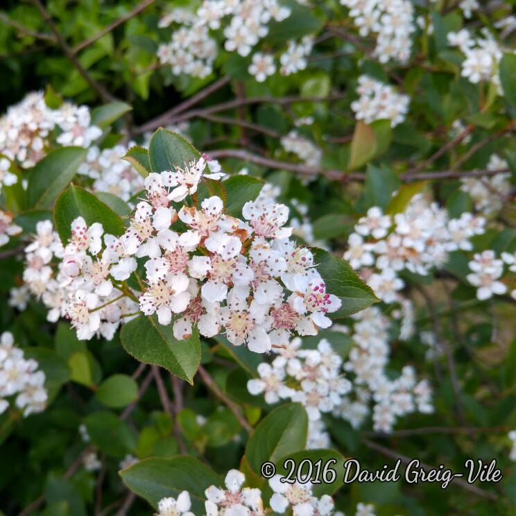 Plant image Aronia Melanocarpa 'Viking' syn. Aronia x prunifolia 'Viking'