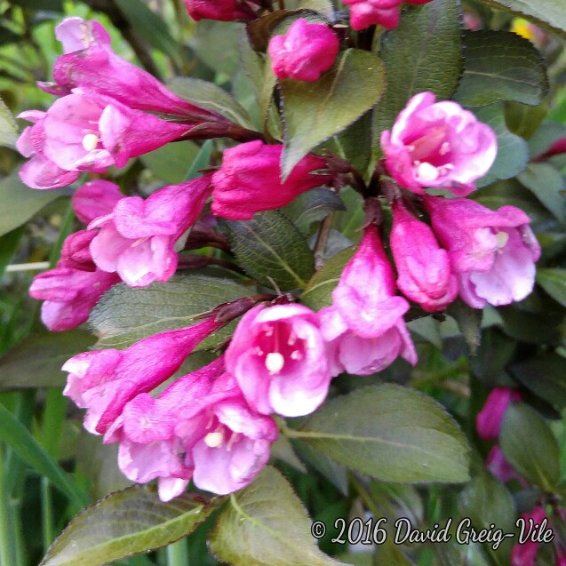 Plant image Weigela 'Bristol Ruby'