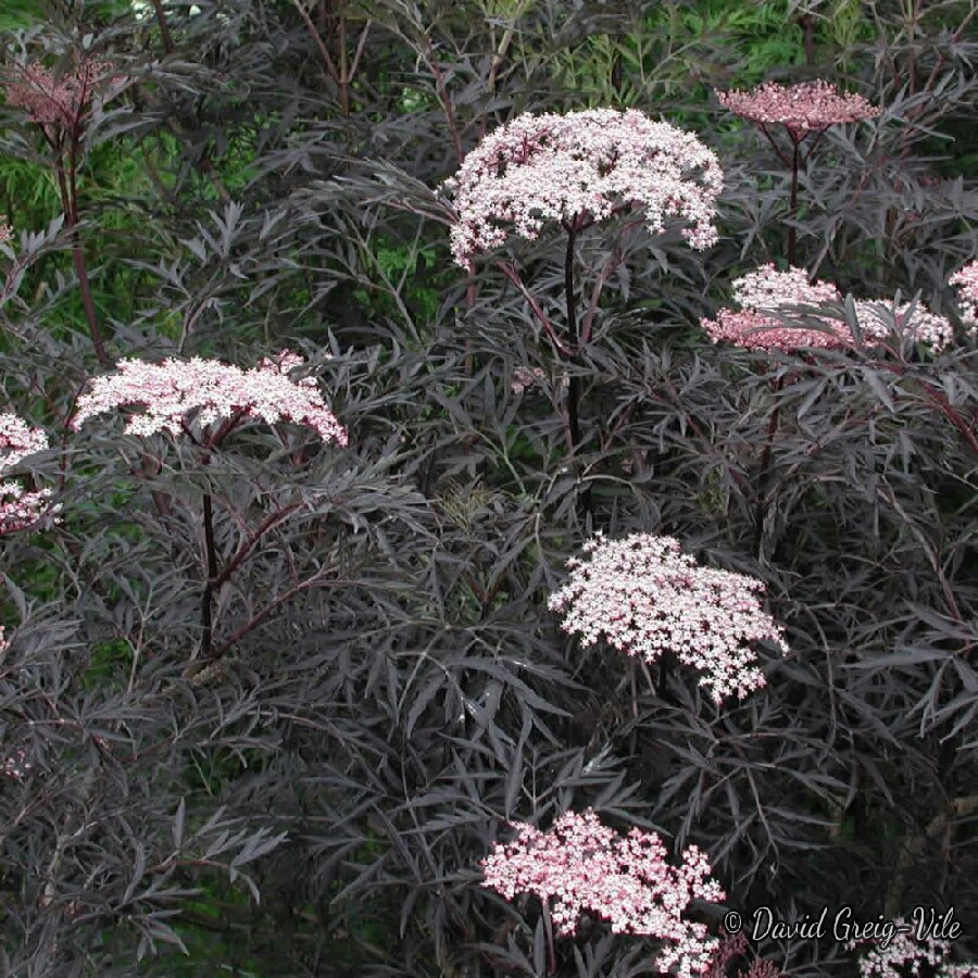 Sambucus nigra f. porphyrophylla 'Eva' syn. Sambucus nigra f. porphyrophylla 'Black Lace', Sambucus nigra 'Black Lace'