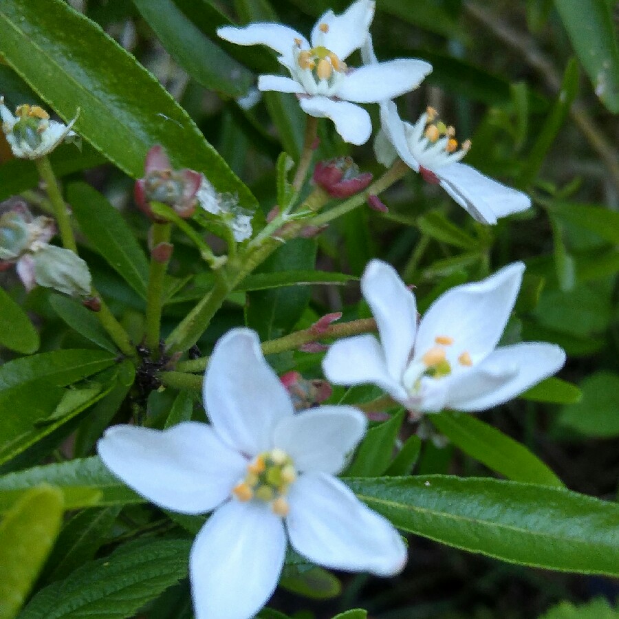 Plant image Choisya x dewitteana 'Aztec Pearl'