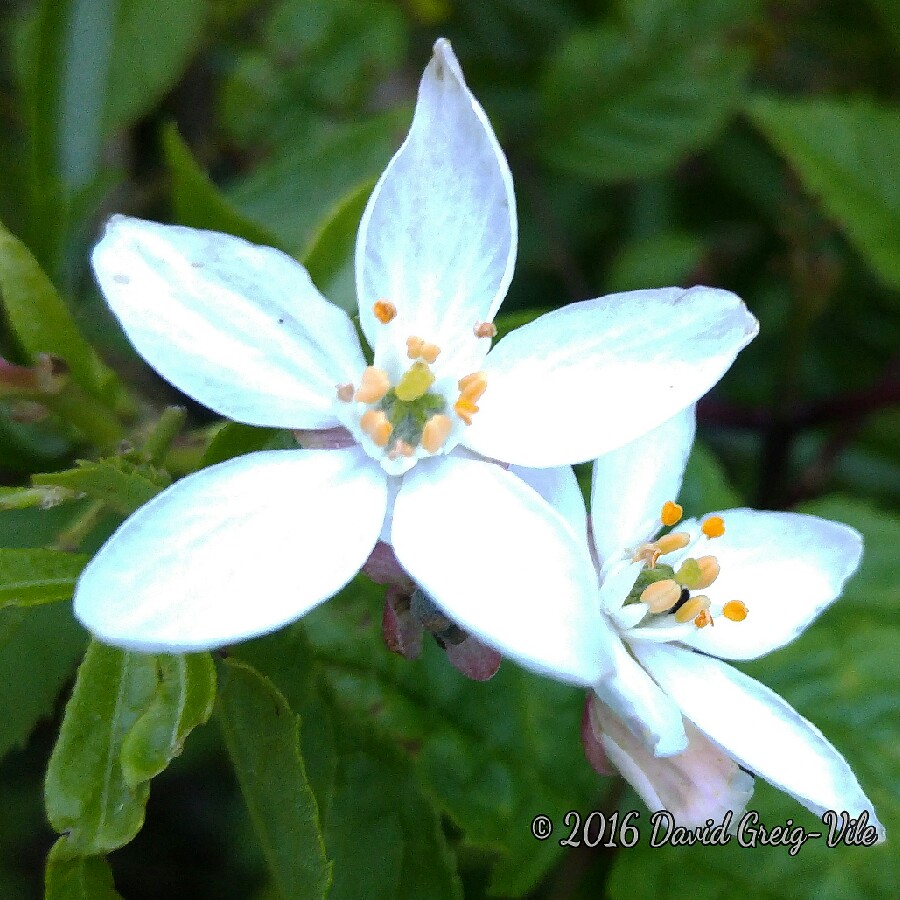 plant image 126154