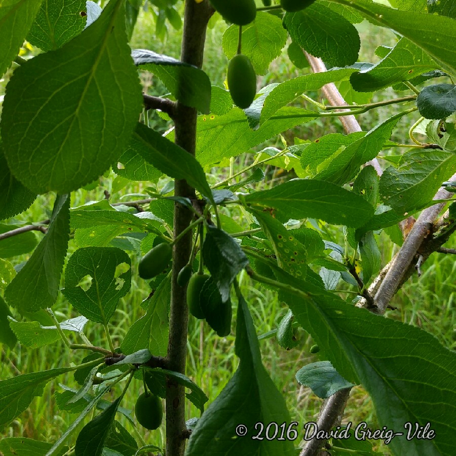 Plant image Prunus domestica 'Cambridge Gage'