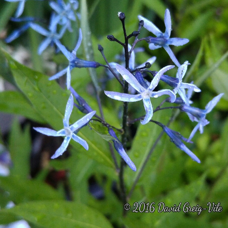 Plant image Amsonia tabernaemontana var. salicifolia