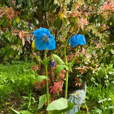 Himalayan Poppy 'Lingholm'