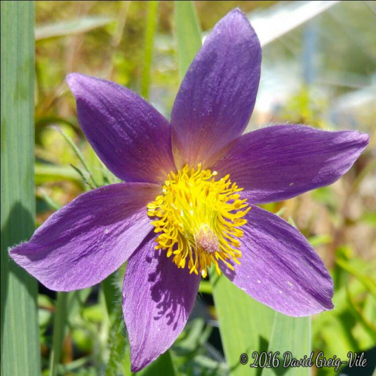 Plant image Pulsatilla vulgaris 'Pinwheel Blue Violet Shades' (Pinwheel Series)