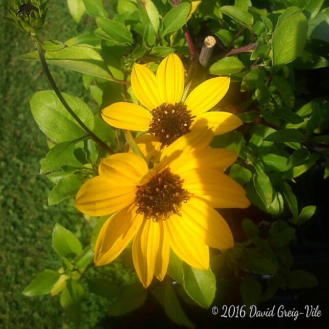 Plant image Helianthus 'maximilianii'