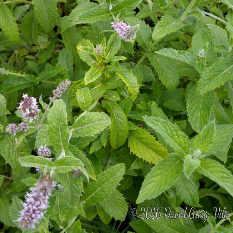 Plant image Mentha spicata