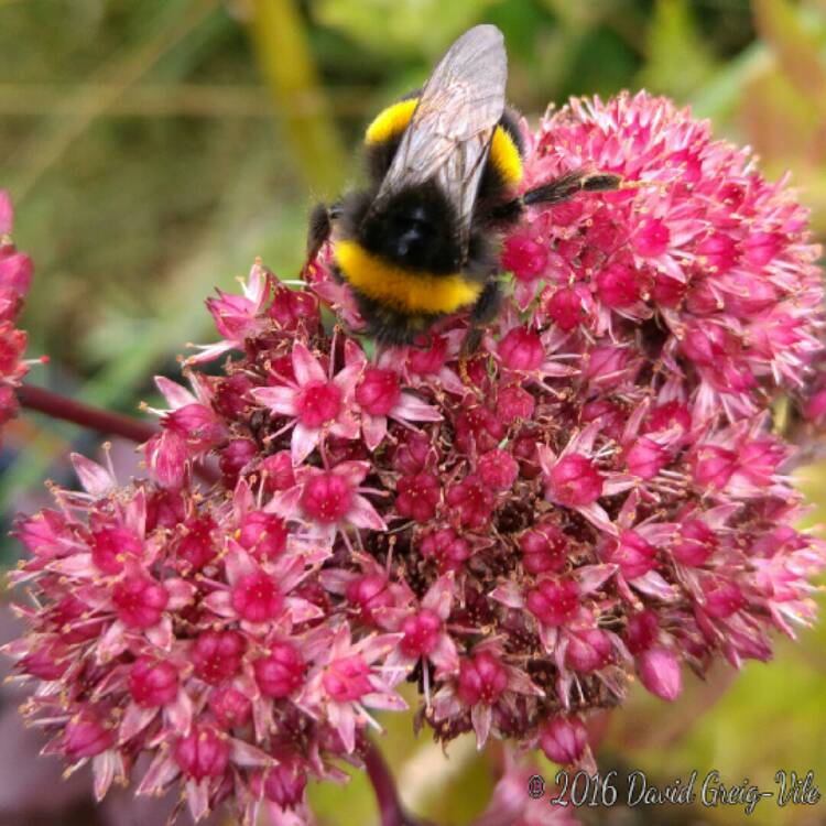 Plant image Hylotelephium Telephium sup. Maximum Atropurpureum