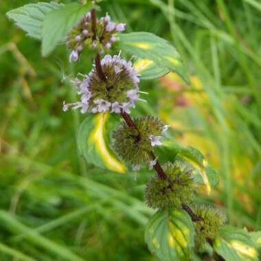 Mentha x gracilis 'Ginger'