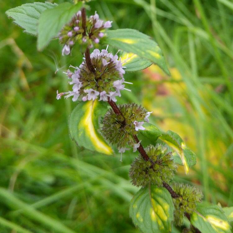 Plant image Mentha x gracilis 'Ginger'