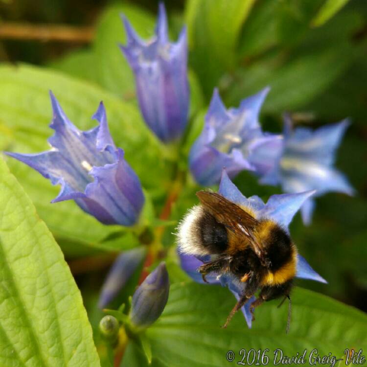 Plant image Gentiana asclepiadea