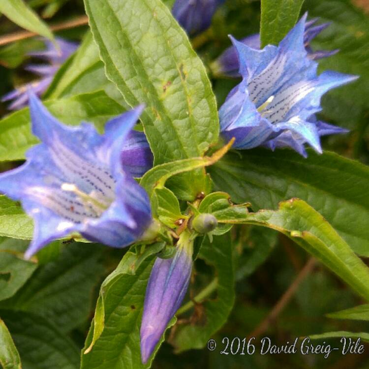 Plant image Gentiana asclepiadea