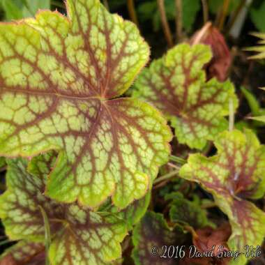 Heuchera 'Electric Lime'