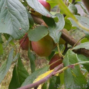 Prunus domestica 'Victoria'