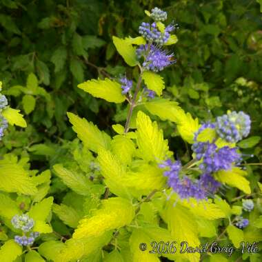 Caryopteris x clandonensis 'Hint of Gold Lisaura'