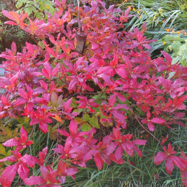 Plant image Rhododendron 'Luteum'