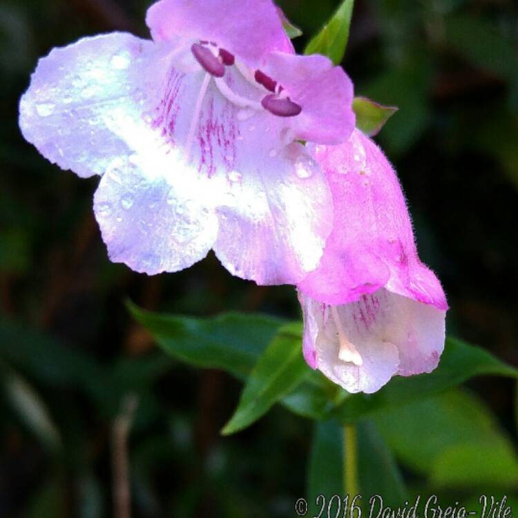 Plant image Penstemon 'Apple Blossom'