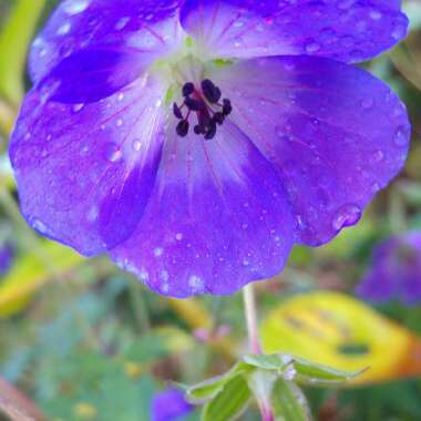 Geranium 'Gerwat' syn. Geranium 'Rozanne'