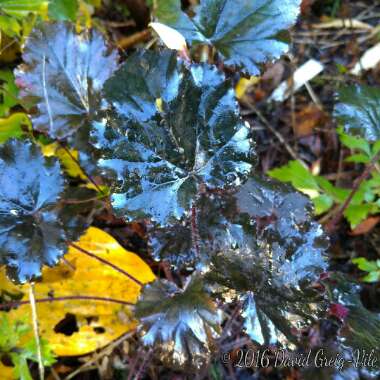 Heuchera 'Obsidian Coral bells'