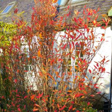 Aronia arbutifolia 'Erecta'