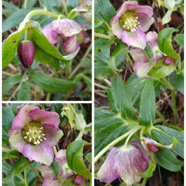 Helleborus