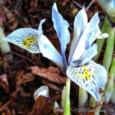 Iris 'Katharine Hodgkin' syn. Iris reticulata 'Katharine Hodgkin', Iris 'Injad Sherwood', Iris reticulata 'Injad Sherwood'