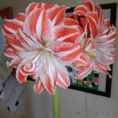 Hippeastrum (Double Galaxy Group) 'Dancing Queen'