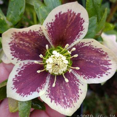 Helleborus x hybridus 'White Lady Spotted' (Lady Series)