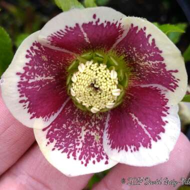 Helleborus x hybridus