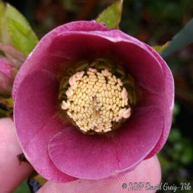 Helleborus x hybridus 'Pink Lady' (Lady Series)